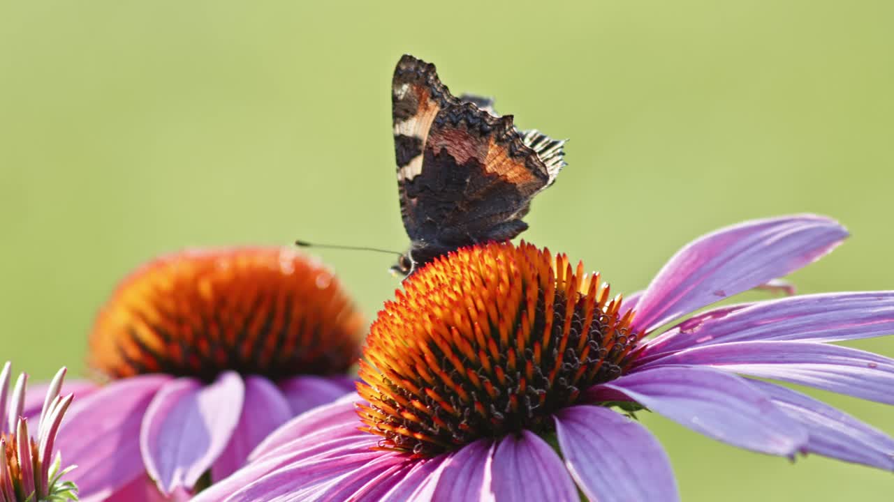 작은 대모갑 나비 한 마리가 햇빛 아래에서 오렌지 콘플라워를 먹고 있습니다.