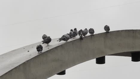 Palomas-Encaramadas-En-La-Cornisa-De-Un-Edificio