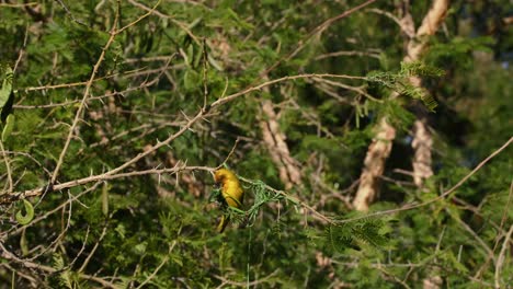 african masked weaver building a nest, 4k