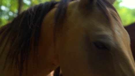 Close-up-of-Akhal-Teke-horse-standing-in-shade,-looking-at-camera,-grazing