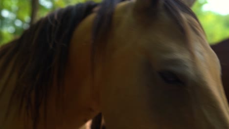primer plano del caballo akhal-teke de pie en la sombra, mirando a la cámara, pastando