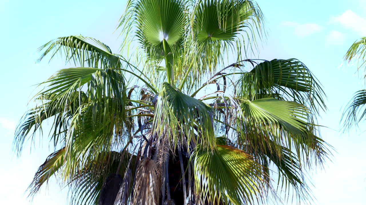 Close up of palm trees on the beach with the blue sky on the background