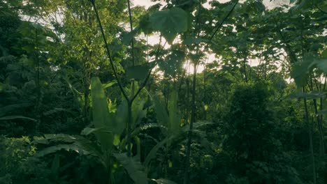 Toma-Aérea-De-La-Selva-Amazónica-Con-El-Amanecer-En-El-Fondo