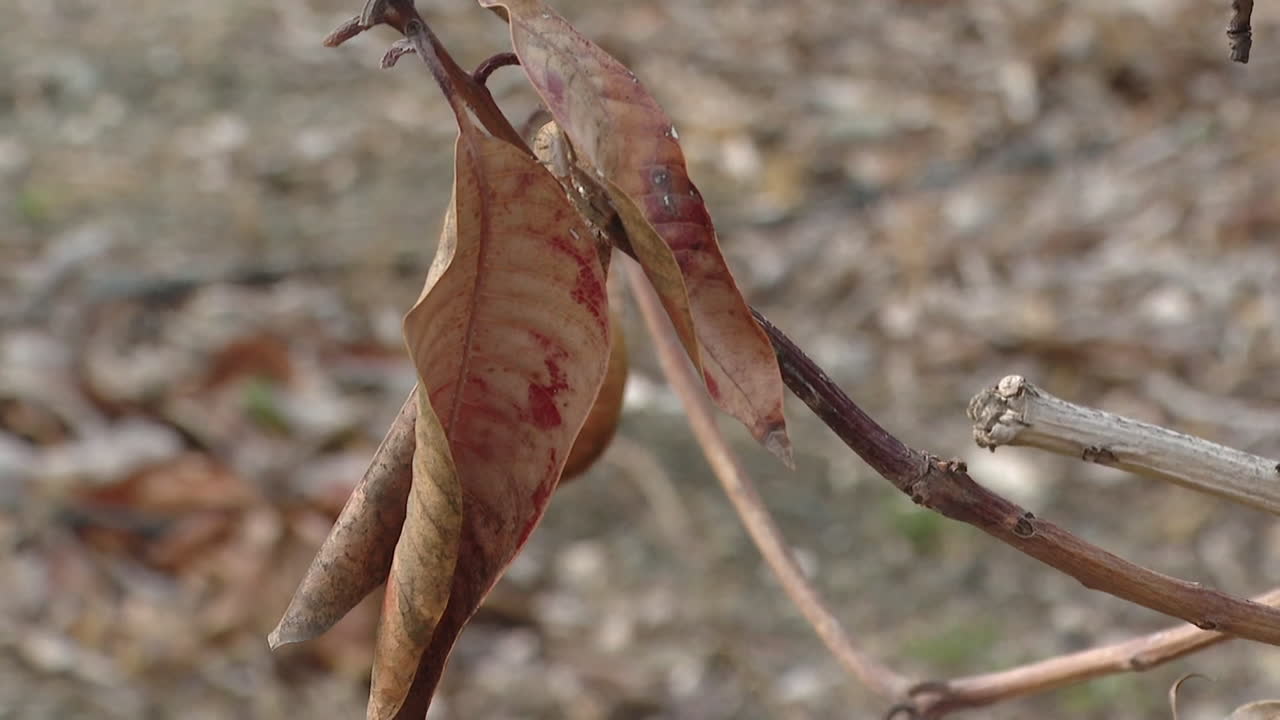 Dried leaves and branches on the ground