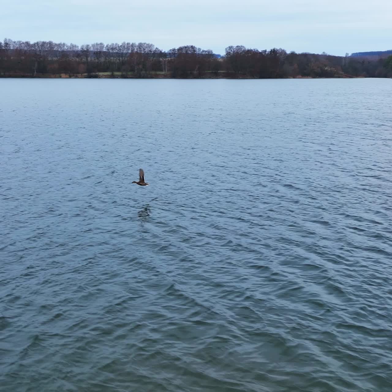 Grey waters of river on late autumn season with ducks. Mallard birds looking for food on the dark river. Foresty backdrop