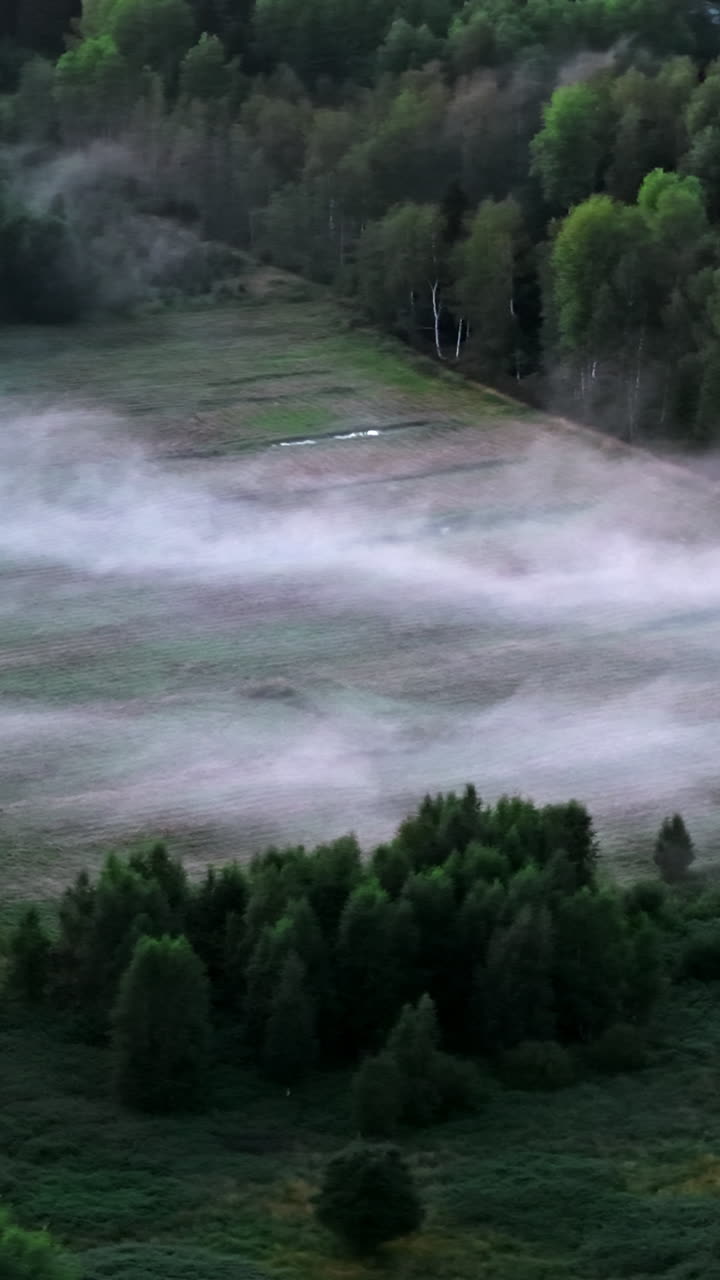 Vertical drone shot around a foggy field, summer evening in a gloomy forest