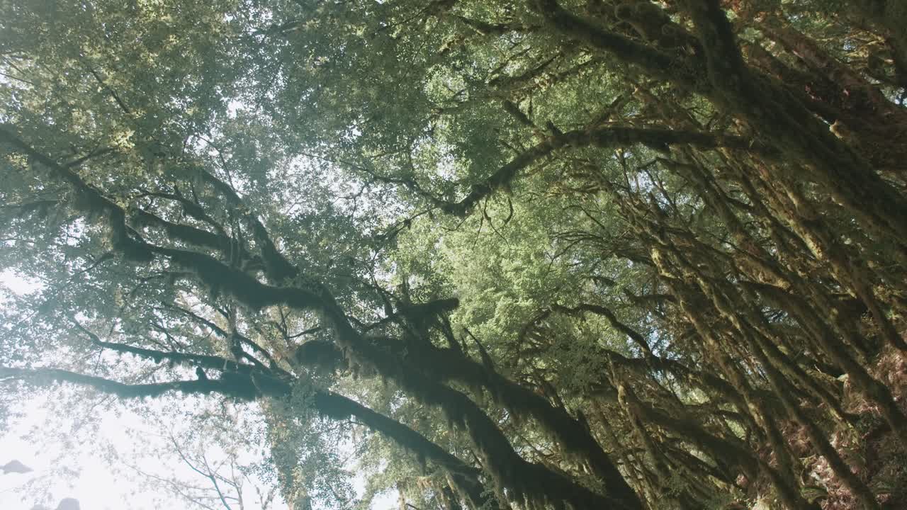 la luz del sol filtrándose a través de un dosel de bosque de musgo