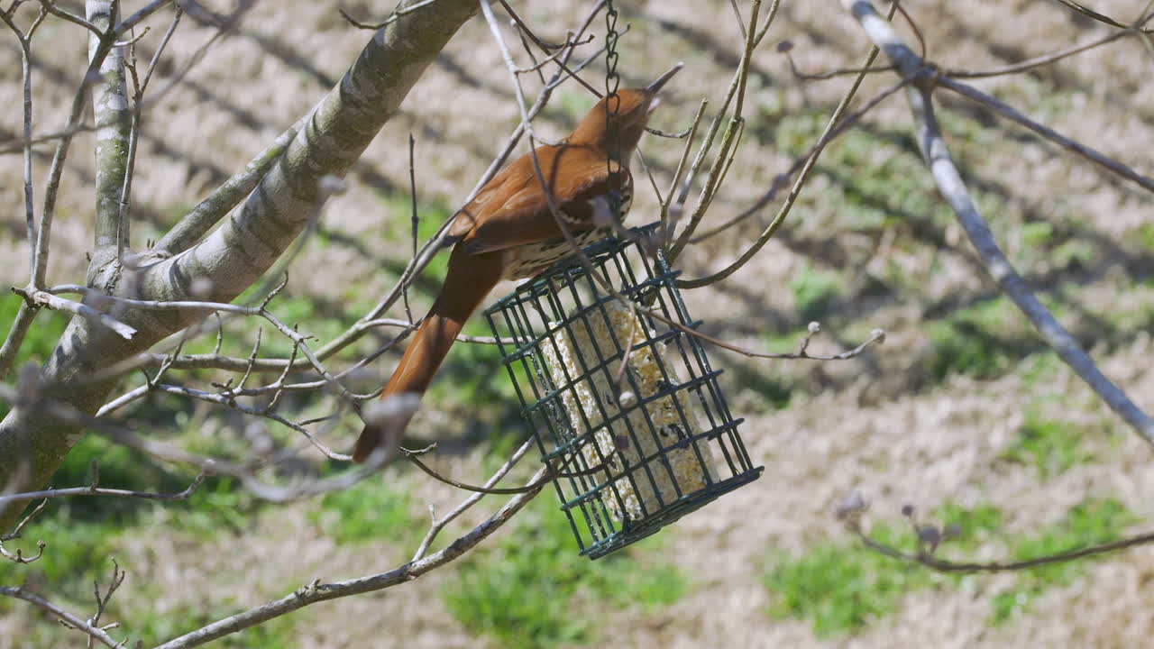 Brown Thrasher eating at a suet bird-feeder during late-winter in South Carolina. Slow motion. Clip I