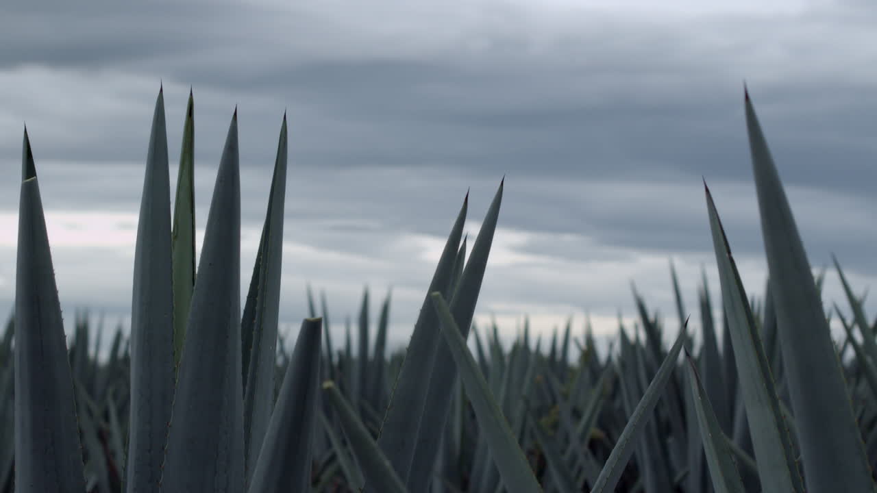 campos de agave entre las montañas de tequila, jalisco, méxico