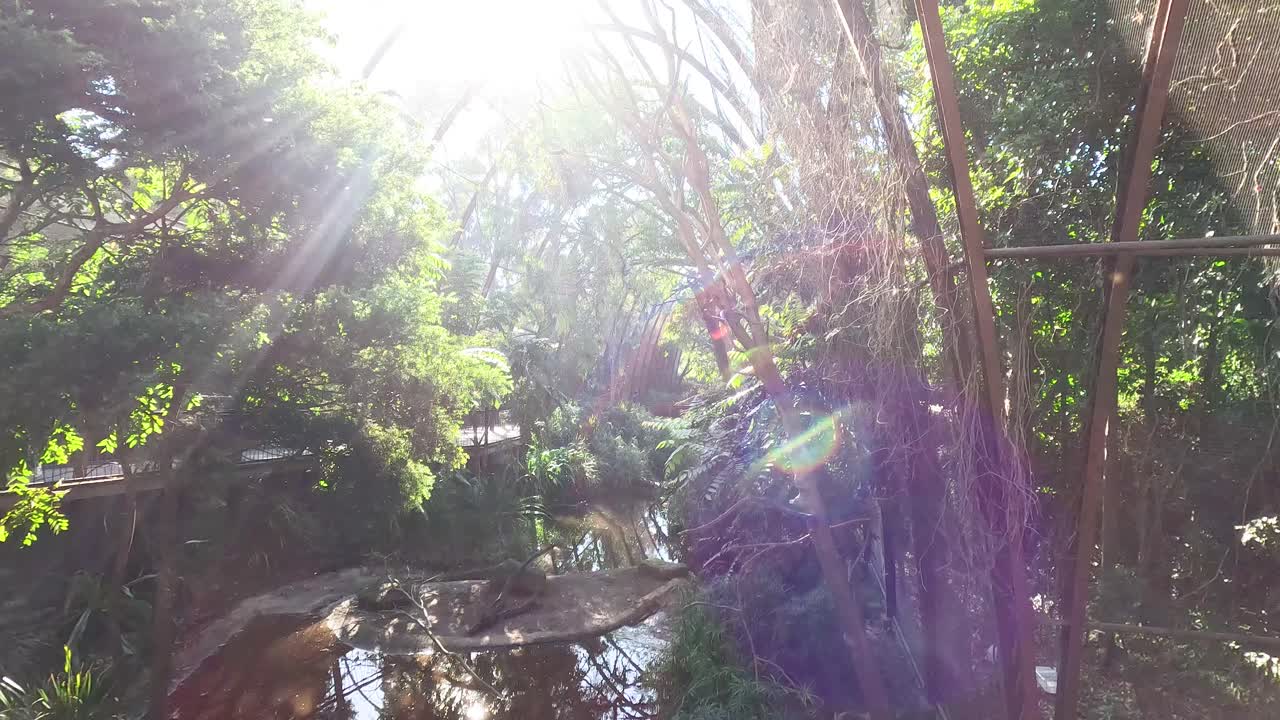 동물원 의 새  에서 울창 한 초록색 과 빛