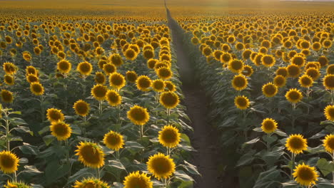 vast sunflower field at sunset