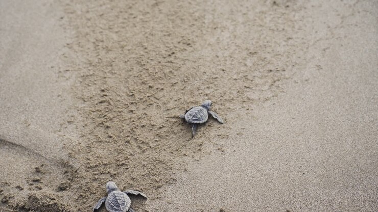 sea baby turtle crossing the beach reaching the sea ocean water