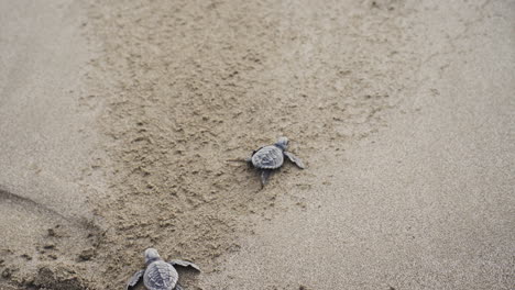 la tortuga marina bebé cruzando la playa alcanzando el mar agua del océano