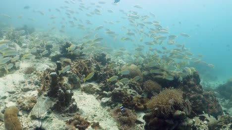 Yellowtail-Snapper-School-Schwimmt-über-Den-Rand-Des-Korallenriffökosystems