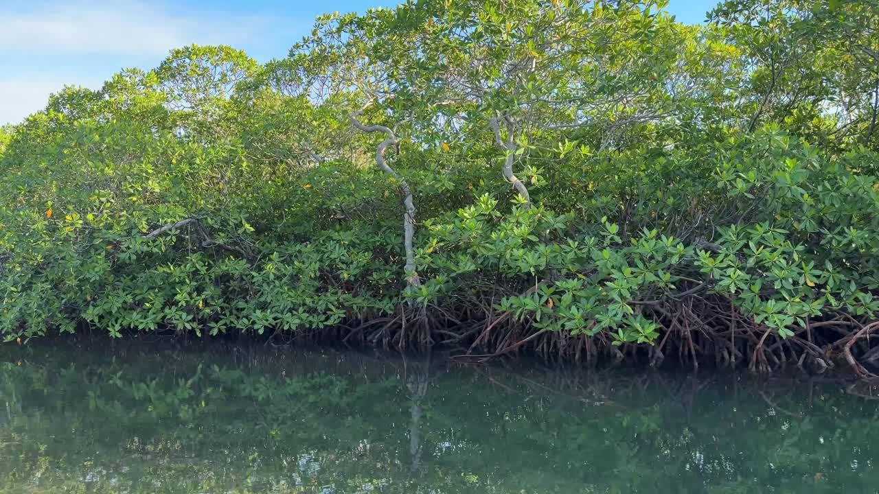 Båtfärd genom mangrover i Roatan, Honduras 2026.