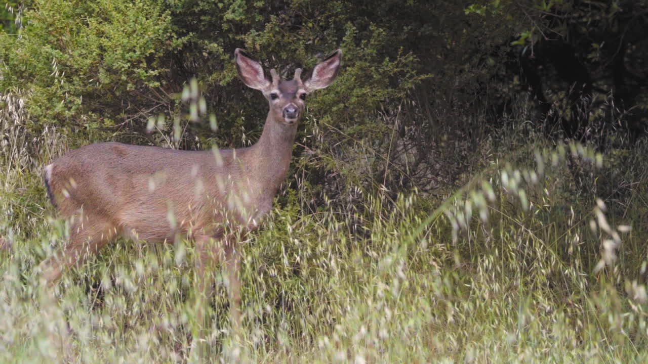 macho joven venado de cola negra colombino en el desierto