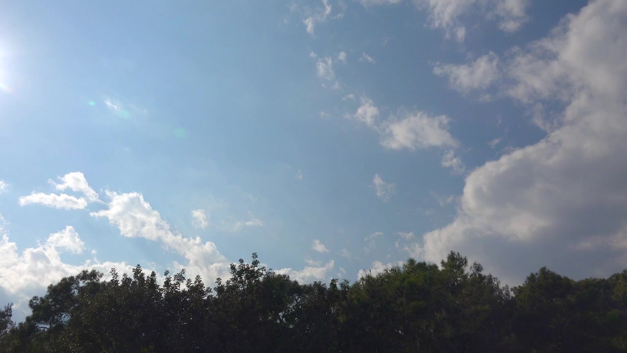 White Clouds Drifting Across a Bright Blue Sky Above Tree Tops