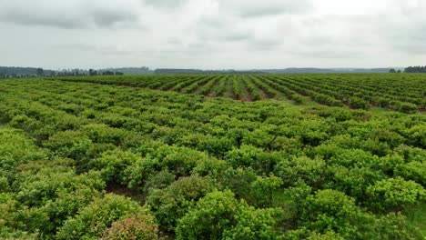 tomada aérea del paisaje de la plantación de yerba mate cultivos agricultura industria turismo cultivo orgánico santa maría misiones argentina américa del sur