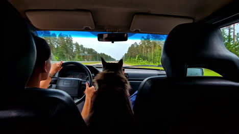 rear seat view of person and maine coon cat driving along forest road on summer day