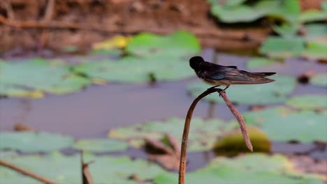 a small fast moving bird which is found almost everywhere in the world, most of the time flying around to catch some small insects