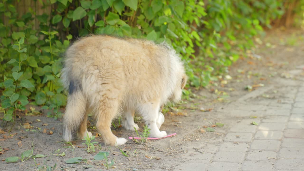 Scolding pet dog licking litters, handheld closeup