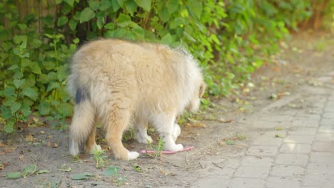 el perro mascota regañando lamia las camadas, primer plano de mano