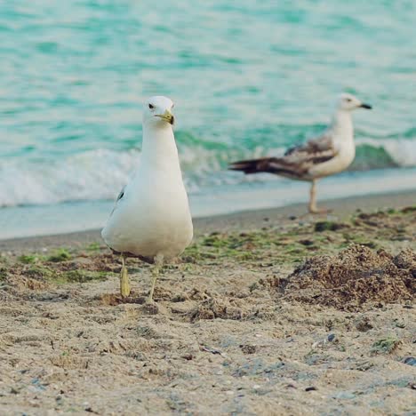 seagulls on the beach. birds on beach sand looking for food. slow motion