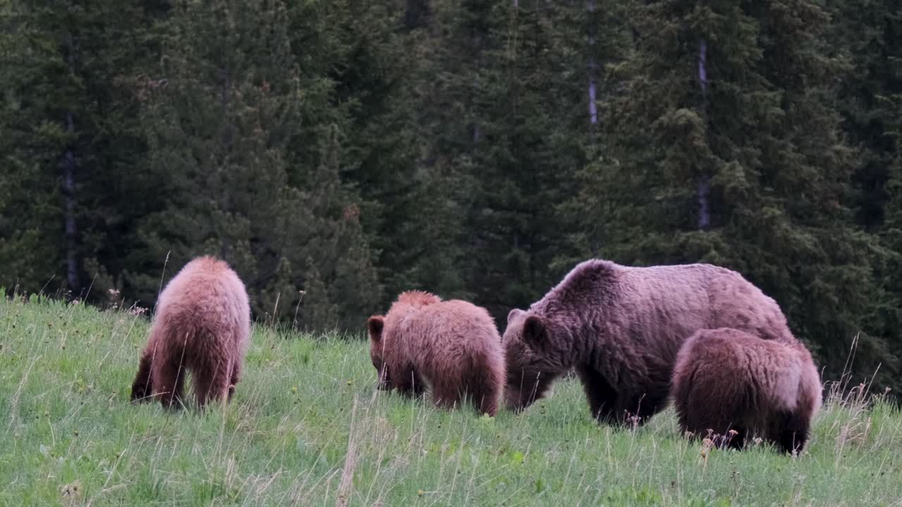 A grizzly sow and her three cubs are seen foraging and exploring the area in the tranquil surroundings of a lush green meadow bordered by a dense forest