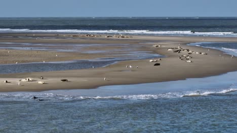 sandbank in slikken van voorne river delta littered with sunning seals