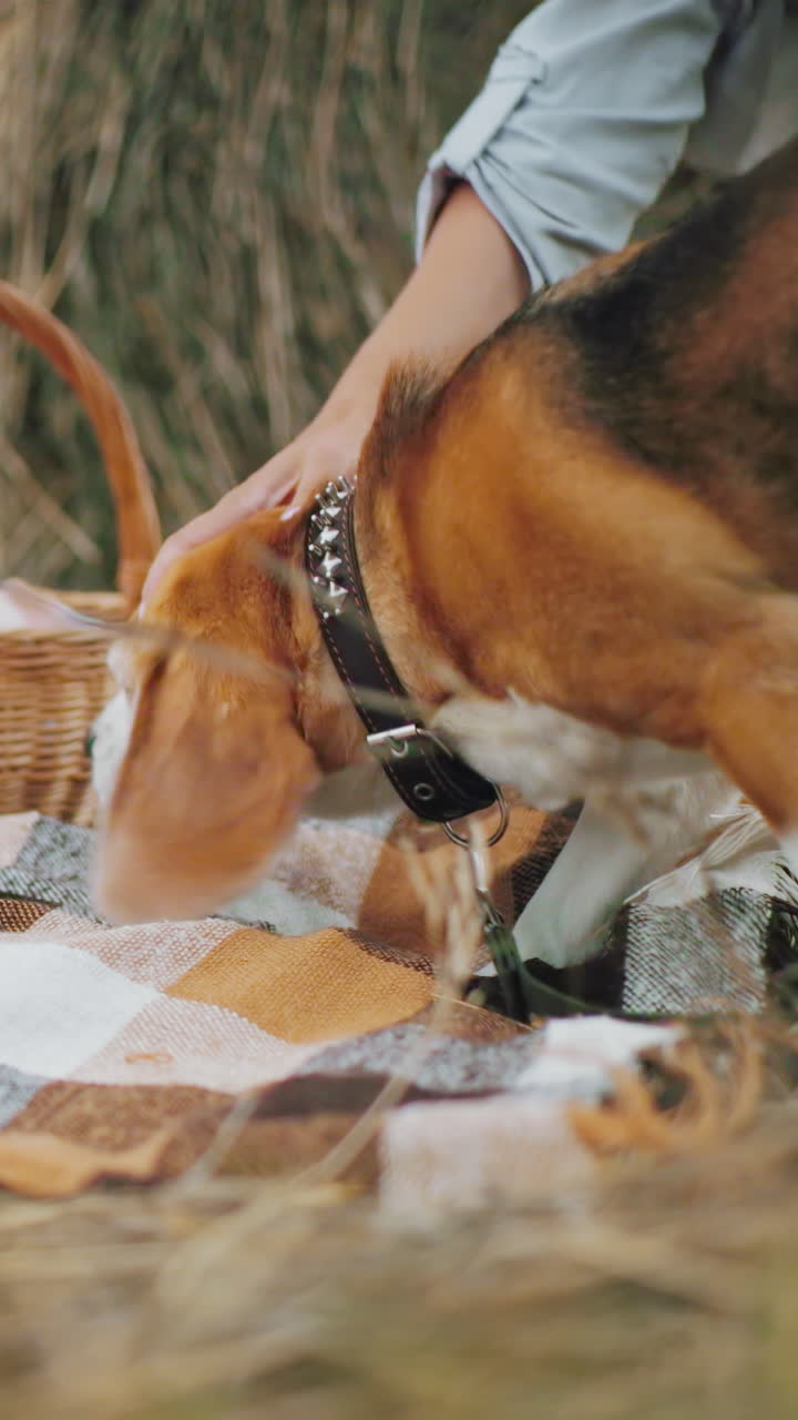 잔디에 있는 체커드 피크닉 담요의 근처에서 사람이 은 간식으로 가득 찬 직물 바구니를 놓고 개를 줄에 붙이고, 작은 소년을 부분적으로 배경에서 볼 수 있습니다.
