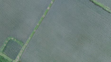 Top-Down-Drone-Shot-flying-over-rice-paddies-in-Ubud-Bali-with-water-and-reflections