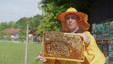 hobby beekeeper holding a honey frame with brood and honeycomb, portrait