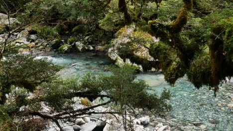 Der-Tropical-Falls-Creek-Fließt-In-Einen-Kristallklaren-See,-Umgeben-Von-Dichten-Dschungelpflanzen-Und-Bäumen