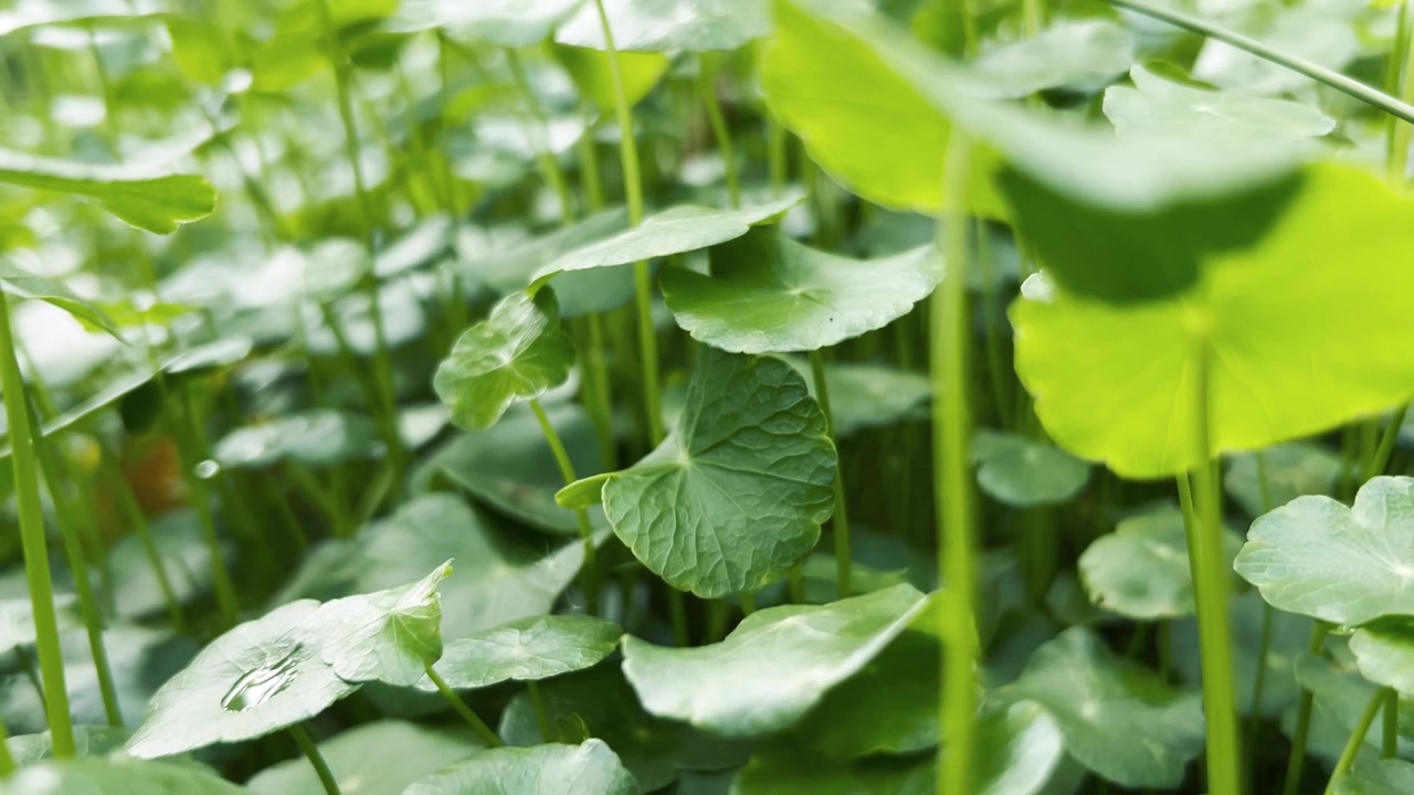 Close-up of Lush Green Centella Asiatica Leaves in Nature