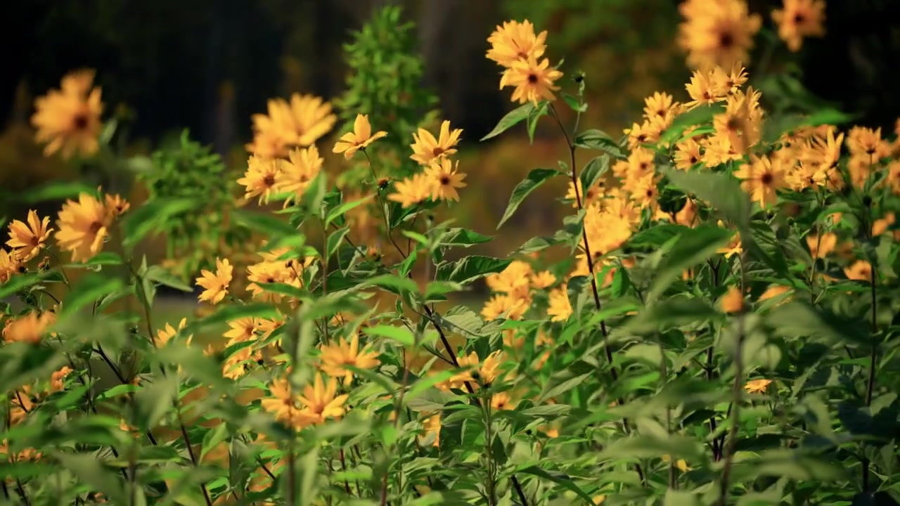 Field of Yellow Jerusalem Artichoke Flowers Swaying in the Breeze