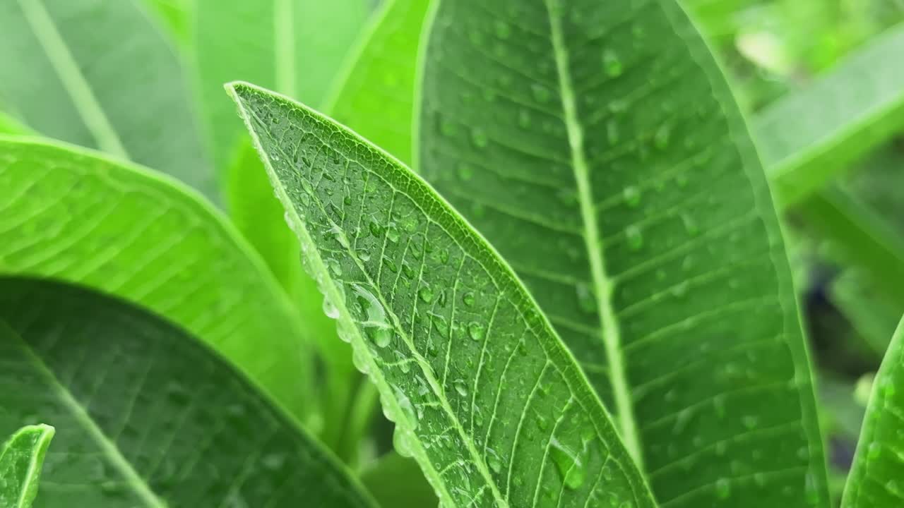 Closeup of green leaf adorn with raindroplets after the rain has stopped