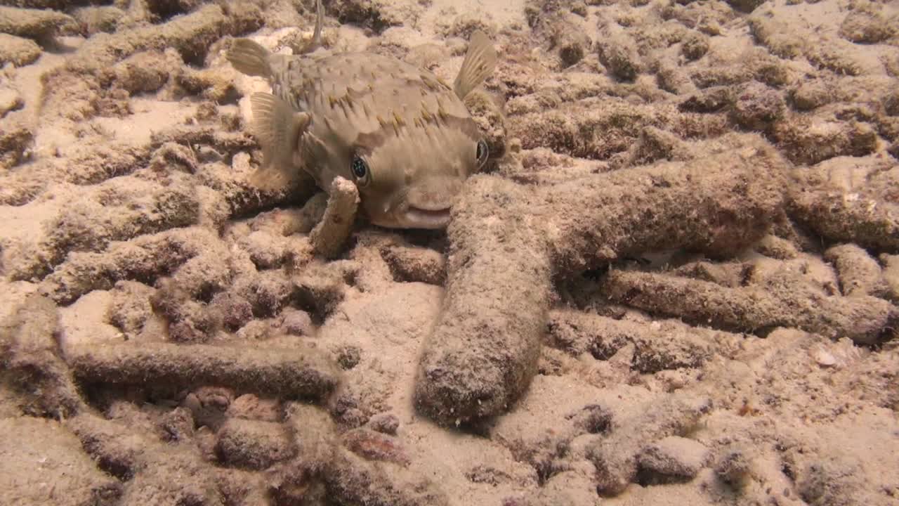 прячущаяся рыба-балун