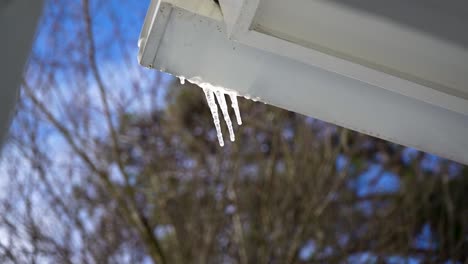 fresh icicles melting on roof gutter