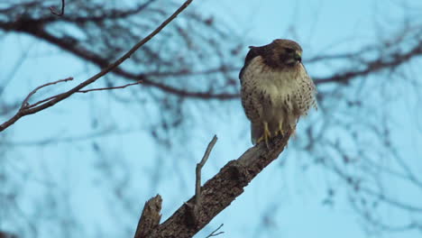 red-tailed hawk stands on a tree branch, looking around and surveying its surroundings in slow motion