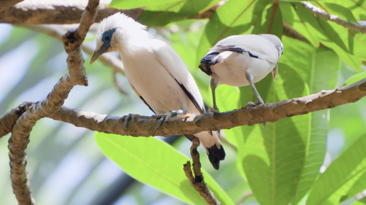 발리 미나 (bali mynas) 또는 로스차일드 미나 (rothschild's mynah), 발리 스터링 (bali starling) 또는 발리 마이나 (balis mynah), 지역 이름 jalak bali 나무 가지에 앉아있는 두 마리의 새