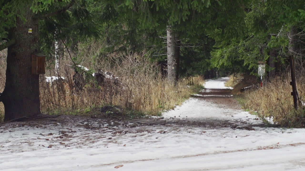 A beautiful nature video of a snowy mountain road , pine, fir and birch trees and footsteps during winter on the Vitosha mountain in Sofia, Bulgaria