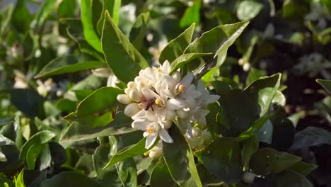 Abeja-Voladora-En-Cámara-Lenta-En-Flor-De-Naranjo