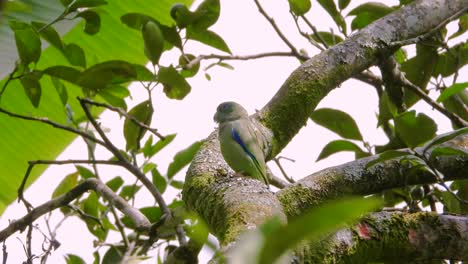 Loro-De-Anteojos-En-El-árbol-Verdoso-Camuflaje-Tiro-De-ángulo-Bajo