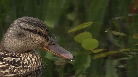 duck's close up at it's natural habitat