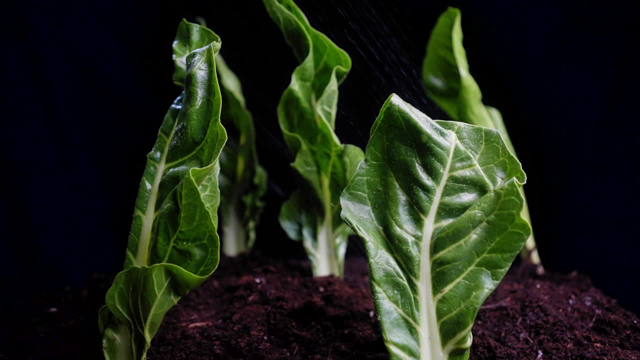 primer plano de hojas de col verde plantadas en el suelo mientras el agua se empaña