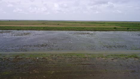 Aerial:-Big-open-flooded-rice-fields-with-birds-flying-around,-drone-following,-Nickerie-Suriname