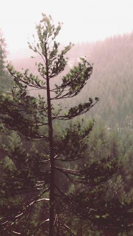 misty forest landscape with single pine tree