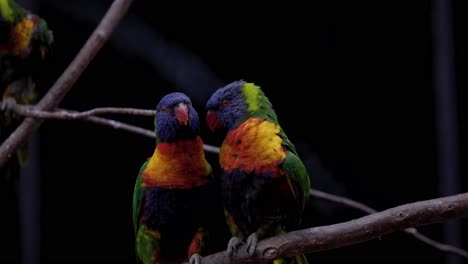 Portrait-Of-Rainbow-Lorikeet-Couple-Perched-On-Tree-Branches