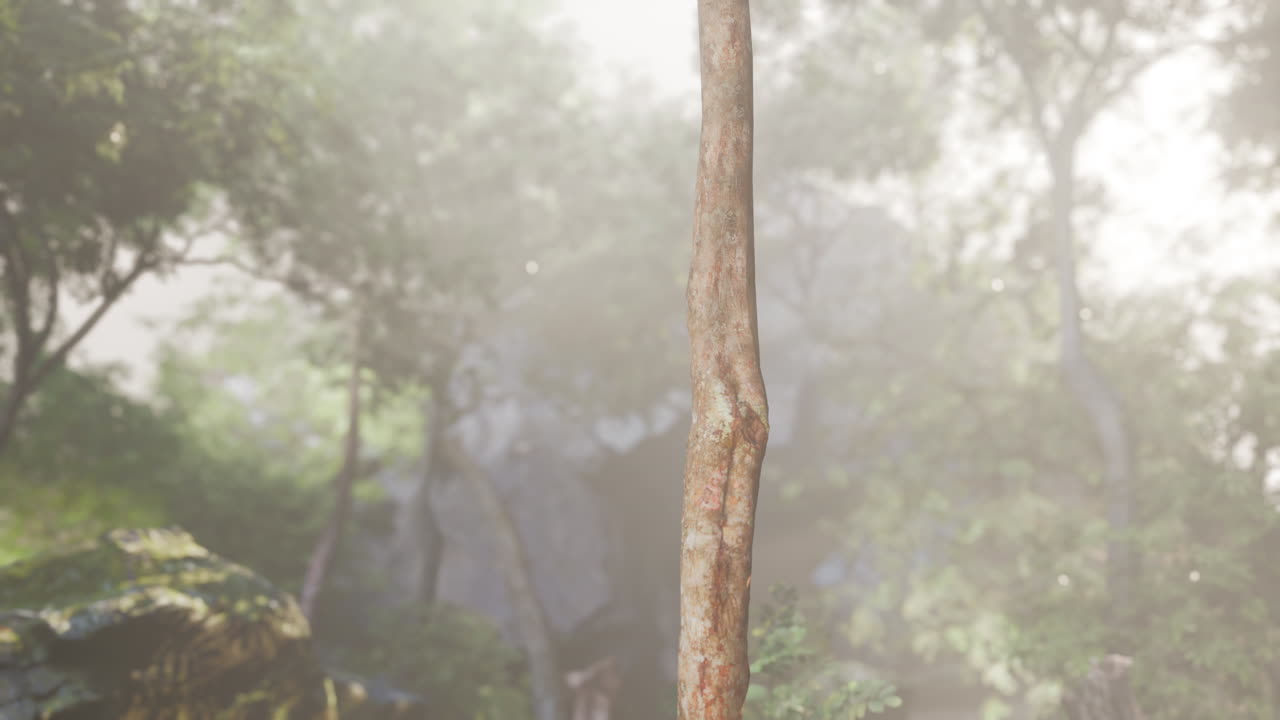안개 숲 에 있는 나무 줄기 의 근처