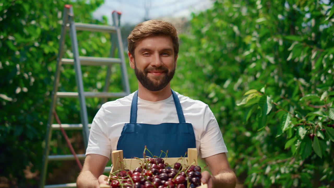 el agricultor de alimentos presenta la cosecha de cerezas en la plantación de invernaderos de la granja agroindustrial.